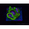 WYSIWYG - WWC Favia Space Monkey 3D6