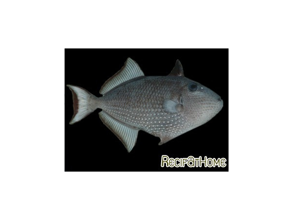 Xanthichthys auromarginatus femelle