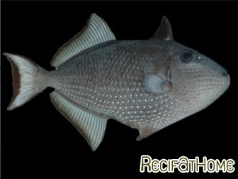 Xanthichthys auromarginatus femelle