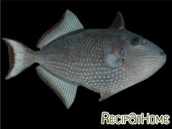 Xanthichthys auromarginatus femelle