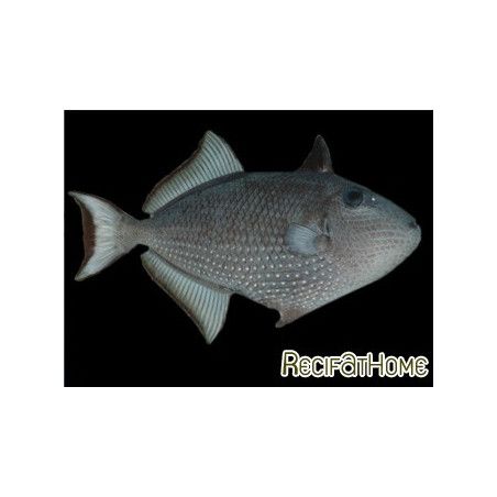 Xanthichthys auromarginatus femelle