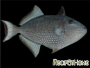 Xanthichthys auromarginatus femelle
