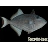Xanthichthys auromarginatus femelle