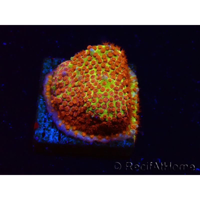WYSIWYG - JF Stylocoeniella Burning banana 3K5