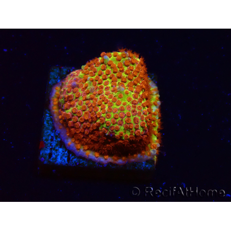 WYSIWYG - JF Stylocoeniella Burning Banana 3K5