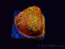 WYSIWYG - JF Stylocoeniella Burning banana 3K5