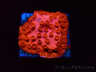 WYSIWYG - AK Cyphastrea Candyland 3P11