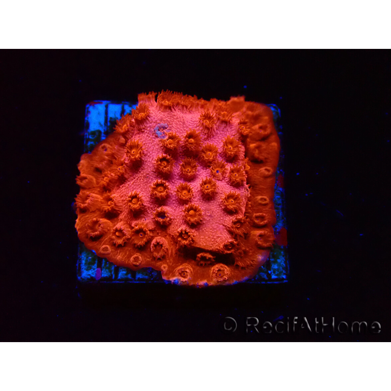 WYSIWYG - AK Candyland Cyphastrea 3P11