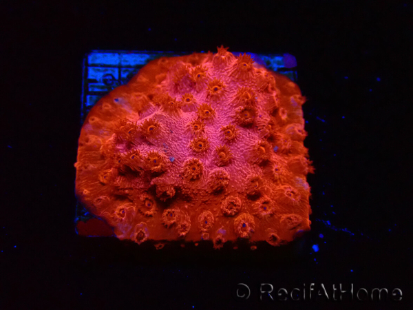 WYSIWYG - AK Cyphastrea Candyland 3P12