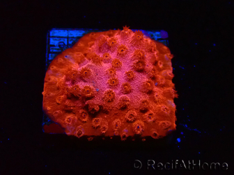 WYSIWYG - AK Cyphastrea Candyland 3P12