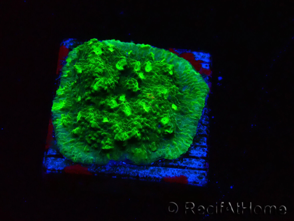 WYSIWYG - JF Astreopora Lime Time 3R8