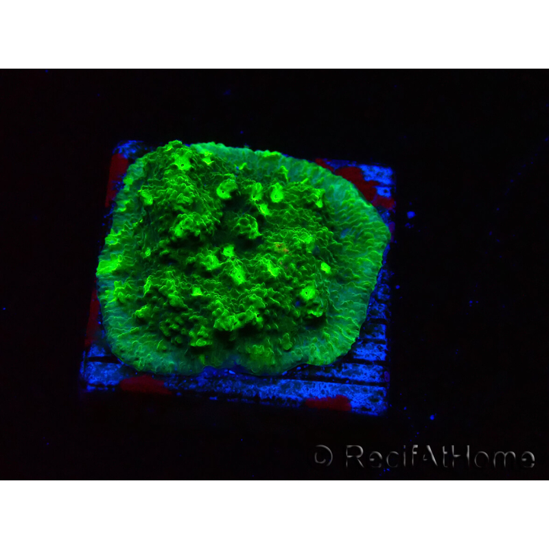 WYSIWYG - JF Astreopora Lime Time 3R8