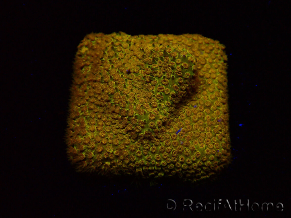 WYSIWYG - RAH Stylocoeniella Yellow Canary