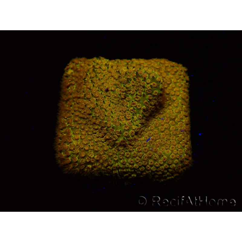 WYSIWYG - RAH Stylocoeniella Yellow Canary J3