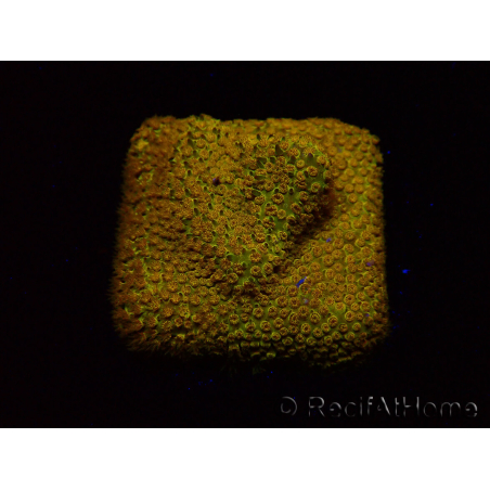 WYSIWYG - RAH Stylocoeniella Yellow Canary
