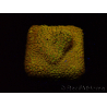 WYSIWYG - RAH Stylocoeniella Yellow Canary J3