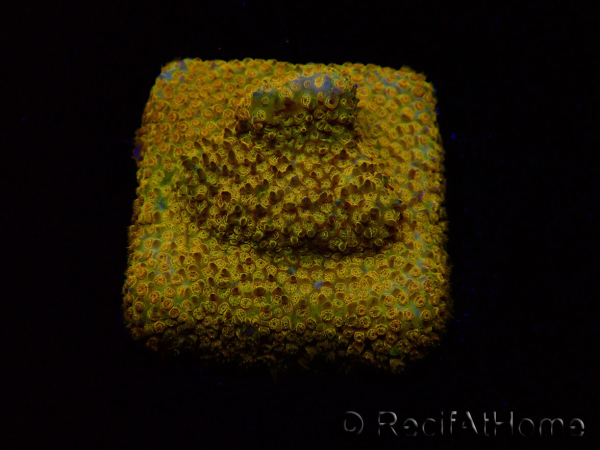 WYSIWYG - RAH Stylocoeniella Yellow Canary K3