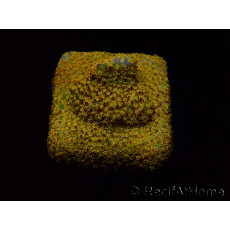 WYSIWYG - RAH Stylocoeniella Yellow Canary K3