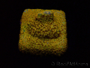 WYSIWYG - RAH Stylocoeniella Yellow Canary K3