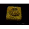 WYSIWYG - RAH Stylocoeniella Yellow Canary K3