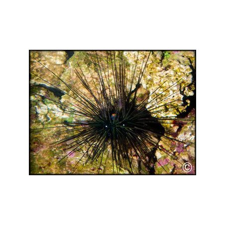 Diadema setosum