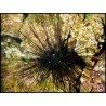 Diadema setosum