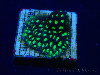 WYSIWYG - RAH Leptastrea Glowworm 3A1