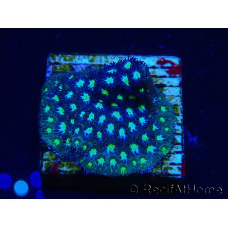 WYSIWYG - RAH Leptastrea Aurora Borealis 3A3