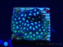 WYSIWYG - RAH Leptastrea Aurora Borealis 3A3