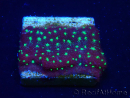 WYSIWYG - RAH Psammocora Bugs Cake 3B6