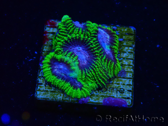 WYSIWYG - WWC Favia Space Monkey 3D6