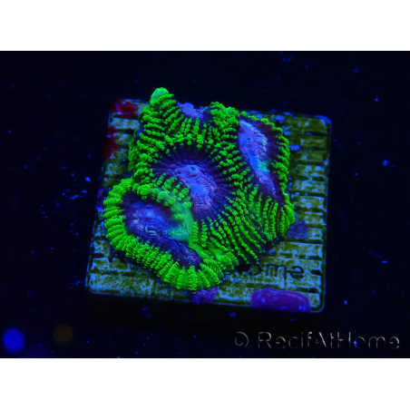 WYSIWYG - WWC Favia Space Monkey 3D6