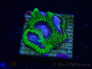 WYSIWYG - WWC Favia Space Monkey 3D6