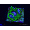 WYSIWYG - WWC Favia Space Monkey 3D6