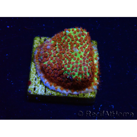 WYSIWYG - JF Stylocoeniella Burning Banana 3K5
