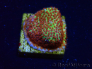 WYSIWYG - JF Stylocoeniella Burning banana 3K5
