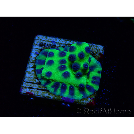 WYSIWYG - JF Cyphastrea PPE 3P1