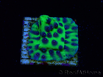 WYSIWYG - JF Cyphastrea PPE 3P3