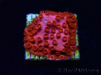 WYSIWYG - AK Candyland Cyphastrea 3P11