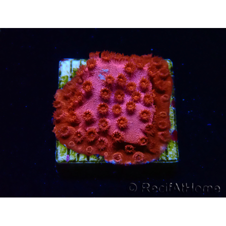 WYSIWYG - AK Candyland Cyphastrea 3P11