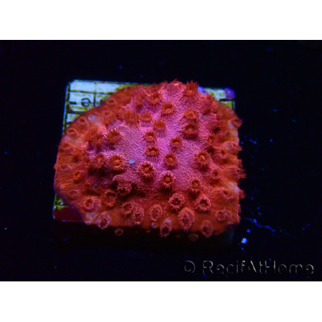WYSIWYG - AK Candyland Cyphastrea 3P12