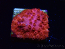 WYSIWYG - AK Cyphastrea Candyland 3P12