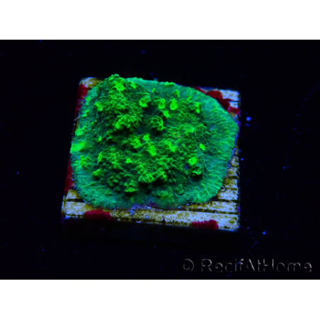 WYSIWYG - JF Astreopora Lime Time 3R8
