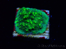 WYSIWYG - JF Astreopora Lime Time 3R8