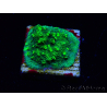 WYSIWYG - JF Astreopora Lime Time 3R8