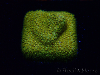 WYSIWYG - RAH Stylocoeniella Yellow Canary