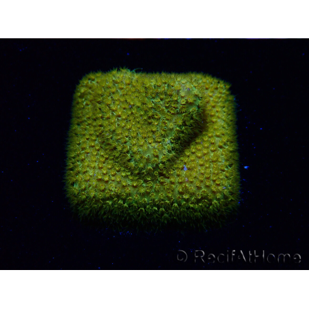 WYSIWYG - RAH Stylocoeniella Yellow Canary J3