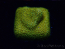 WYSIWYG - RAH Stylocoeniella Yellow Canary