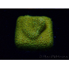 WYSIWYG - RAH Stylocoeniella Yellow Canary