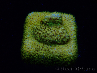 WYSIWYG - RAH Stylocoeniella Yellow Canary